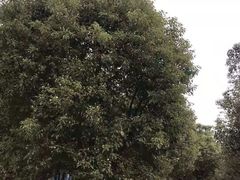 -呼吸森林·生态农庄农家乐私房菜