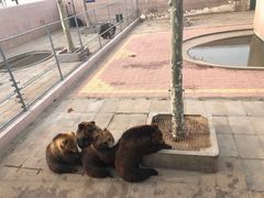 -西霞口神雕山野生动物世界