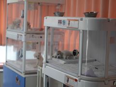 -翊宠yipet猫狗购宠庄园犬舍•猫舍