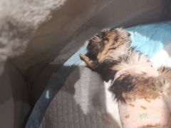 -逗柴咖啡屋·狗咖猫咖宠物桌游