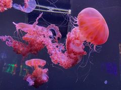 -成都浩海立方海洋公园