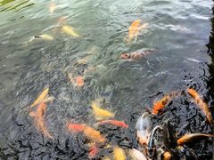 -珠海圆明新园