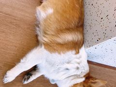 -有猫主题·治愈系猫咖(曾厝垵店)