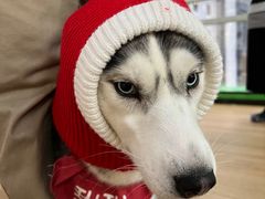 -Husky Go! 哈士奇体验馆·宠物咖啡厅狗咖