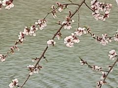 -桃花堤公园