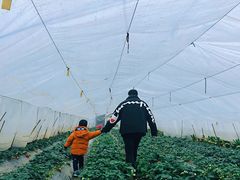 -小鱼草莓采摘园农家乐·小鱼餐厅