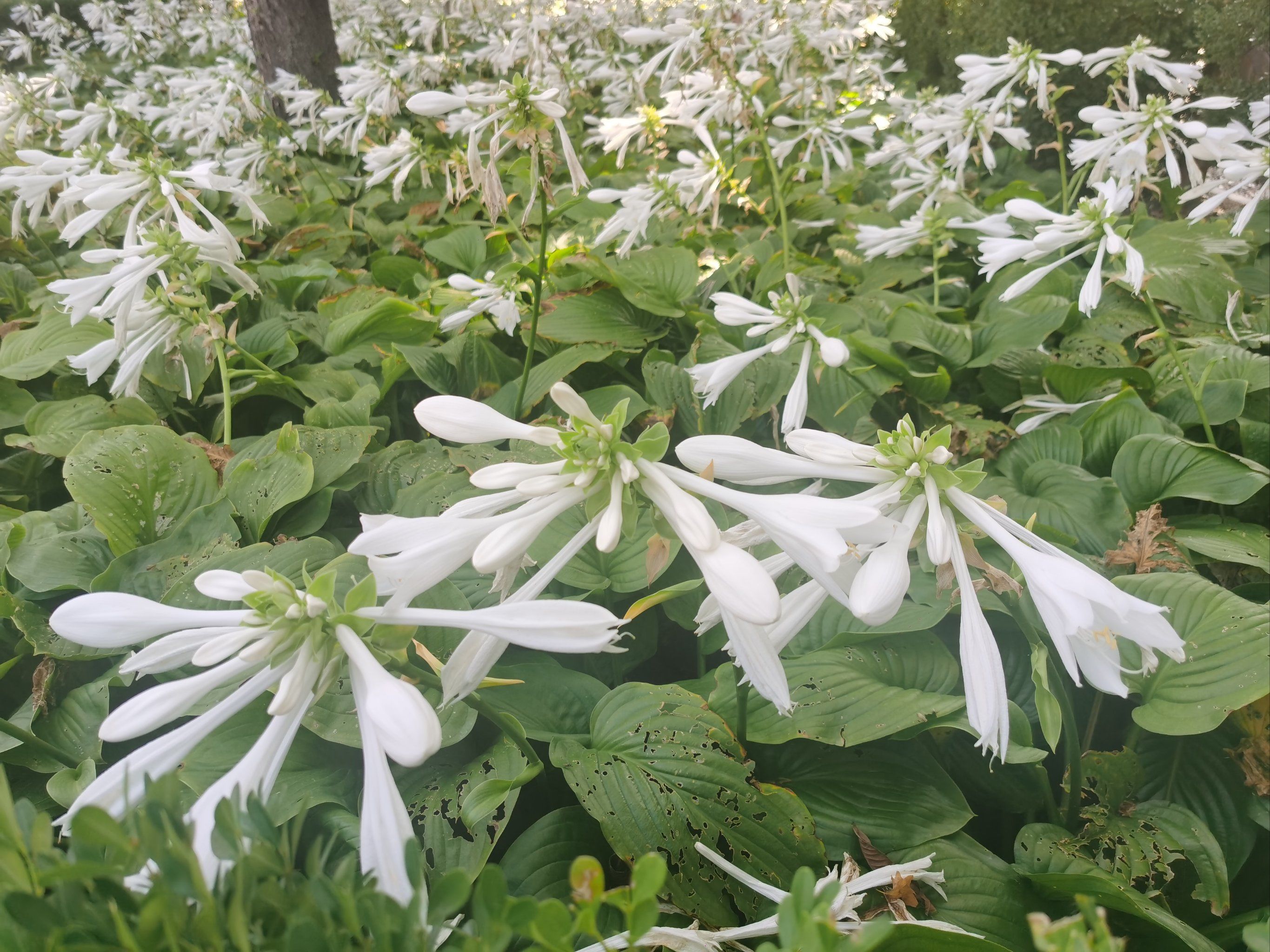 玉簪叶娇莹,花苞似簪,花色为白色,芳香浓郁且夜间开放,是夜花园中不可