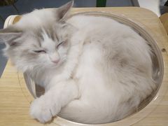 -飞行喵MR PILOT|猫舍·猫咖(静安大融城店)