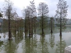 -顺峰山公园