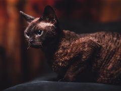 -momokira米努特·德文卷毛猫·棉花面纱犬