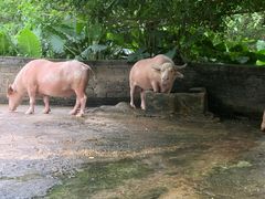 -海南热带野生动植物园