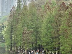 -重庆彩云湖湿地公园