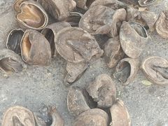 -保定市花鸟鱼虫市场