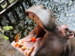 -海南热带野生动植物园