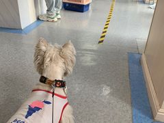 -喜多萌中农锦绣动物医院24H·猫科·牙科MRI·CT