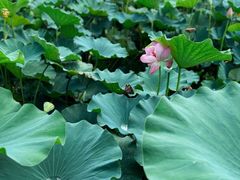 -重元寺香积厨素斋馆