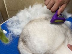 -佳雯宠物医院·皮肤科·内外科(春晓路分院)