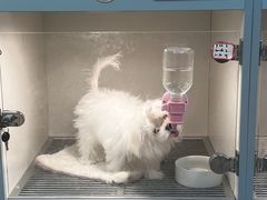 -萌宠之家·腊肠犬·马尔泰·小体犬舍