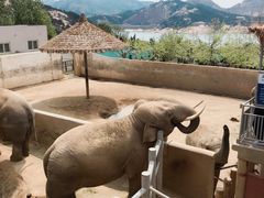 -西霞口神雕山野生动物世界