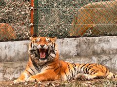 -栾川竹海野生动物园