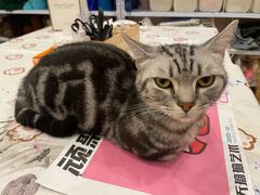 -猫咪派对(江南西店)