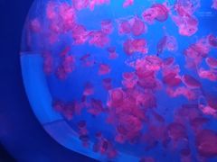 -蓬莱欧乐堡海洋极地世界