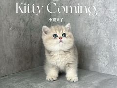-小猫来了·猫舍(红山六九七九店)
