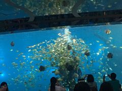-瑞德姆美人鱼海底演艺主题餐厅(亚龙湾店)