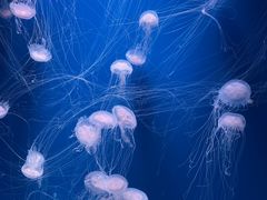 -海合安天津极地海洋公园