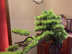 -鼎族怡华·指压·油压·经络(西单昌盛大厦店)