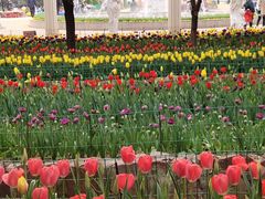 -洛阳郁金香牡丹园