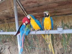 -西霞口神雕山野生动物世界