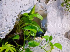 景观位-农畉LONFOOD(福田星河COCOPark店)