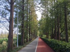 -上海长兴岛郊野公园