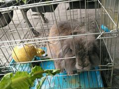 -志龙皇冠吃货椰子铺