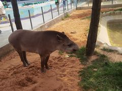 -西霞口神雕山野生动物世界