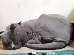 -PETKIT小佩宠物(昭化店)