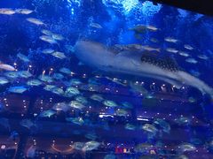 -成都浩海立方海洋公园