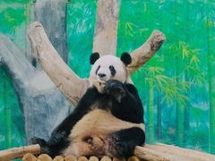 -灵玲国际马戏城
