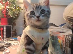 -喵zoo家庭繁育猫舍(尖东智能花园店)