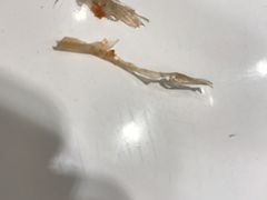-嘉和一品粥(马家堡店)
