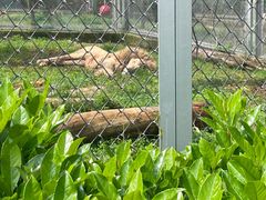 -合肥野生动物园