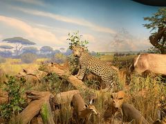 -陕西自然博物馆