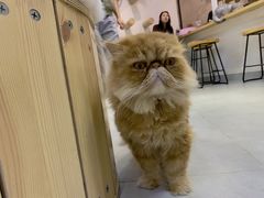 -Heymao猫咖.咖啡厅(东门店)