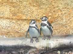 景点-迪拜水族馆及水下动物园