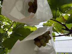 -马陆小张葡萄园农家乐