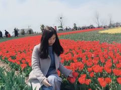 -荷兰花海