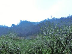 景点-南国桃园旅游度假区