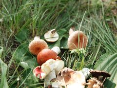 -乌兰布统景区-白桦林