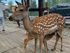 -莫尔道嘎国家森林公园